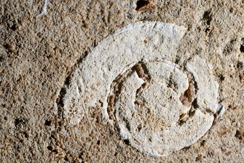 Caverna Paraiso (Para, Brésil) - Fossile  d'ammonite au plafond d'une galerie(SP-23-1117)